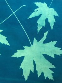 Maple Leaves - Cyanotype printed cotton fabric squares