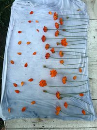 Orange Flowers naturally hand dyed silk scarf